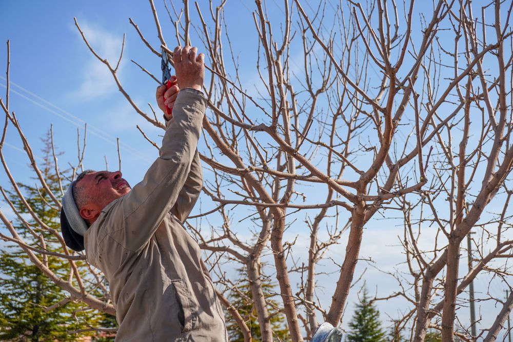 Élagueur taillant un arbre avec un sécateur à long manche